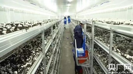 東北首家&ldquo;蘑菇工廠&rdquo;種出現(xiàn)代農(nóng)業(yè)新模式