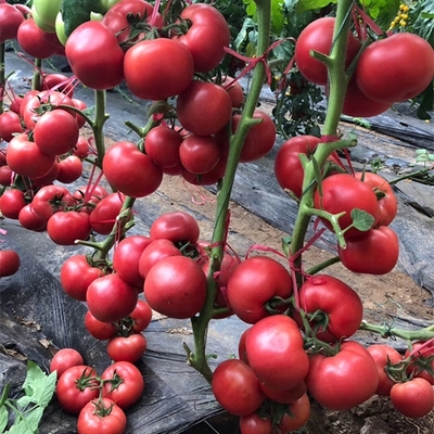 西紅柿苗-高產(chǎn)抗病西紅柿苗-濰坊西紅柿苗批發(fā)廠家-芳耕農(nóng)業(yè)