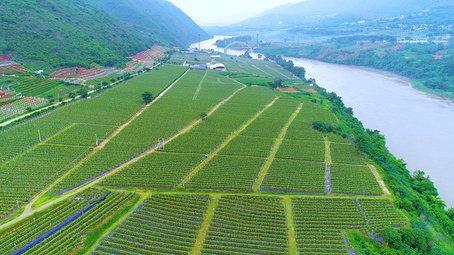 云南保山 農(nóng)業(yè)產(chǎn)業(yè)基地綜合效應(yīng)顯現(xiàn) 圖