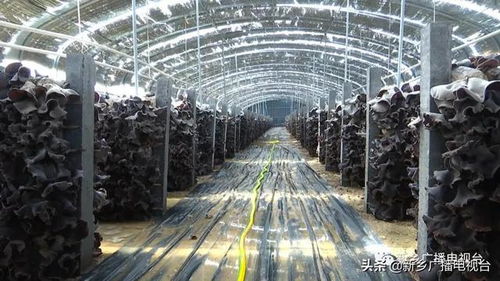 鄉(xiāng)村振興看新鄉(xiāng) 系列報(bào)道之九 平原示范區(qū)韓董莊鎮(zhèn)楊廠村 小木耳鋪就幸福路