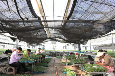 泗洪縣供電公司:溫室瓜農嫁接忙 電力服務促增收