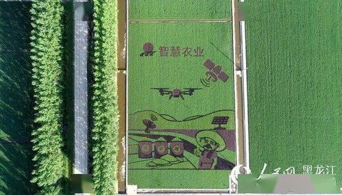 寶泉嶺分公司 現(xiàn)代農業(yè) 產業(yè)扶貧 讓寶泉嶺的小康路走的 穩(wěn)穩(wěn)的