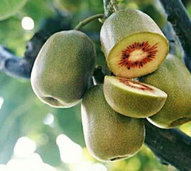 綠色谷農業(yè)產品其他品牌資訊 綠色谷農業(yè)產品企業(yè)動態(tài)資訊 第1頁