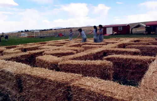 313文旅 體驗 是休閑農業(yè)提供給消費者高層次的 產品