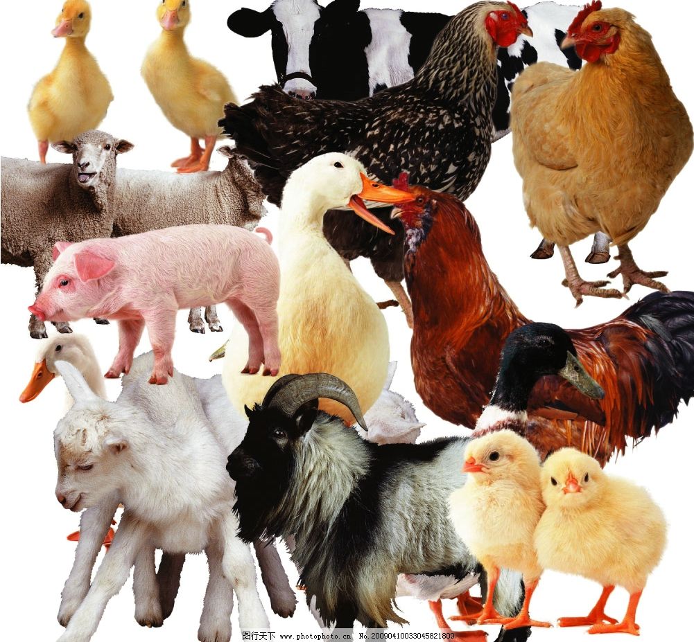 牛羊飼料廠家牛羊飼料品牌牛羊料最大的廠家_農業(yè)產品網