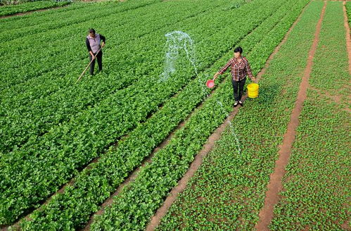 農業未來的發展趨勢在哪兒