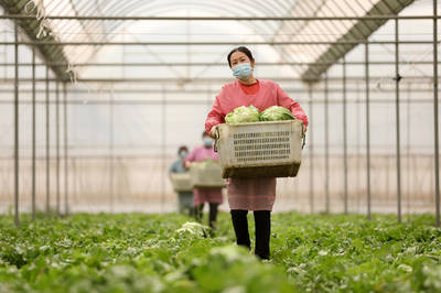 河北隆堯:發展高效農業 助力鄉村振興