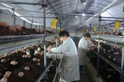 全國市場四成!阜陽"名貴"產(chǎn)品,厲害了!