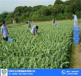 佛山萬家歡公司 圖 農(nóng)產(chǎn)品配送流程 農(nóng)產(chǎn)品配送