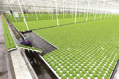 兩會觀察丨大國強(qiáng)農(nóng)向新行