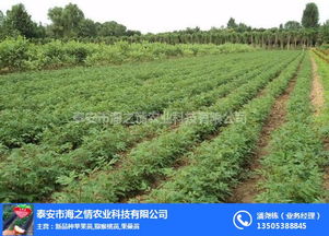 海之情農業 圖 便宜花椒苗 花椒苗