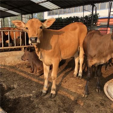 養(yǎng)牛合作社需要什么條件