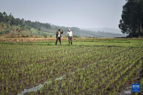 中國(guó)人的故事 中國(guó)援盧旺達(dá)農(nóng)業(yè)技術(shù)示范中心的中國(guó)專(zhuān)家
