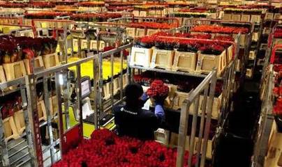 荷蘭創(chuàng)意農業(yè):高科技的產業(yè)鏈整合