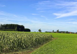農業(yè)產業(yè)化聯(lián)合體：政策紅利與發(fā)展前景