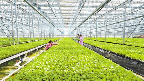 推進農業(yè)現(xiàn)代化：燕趙沃野繪新圖