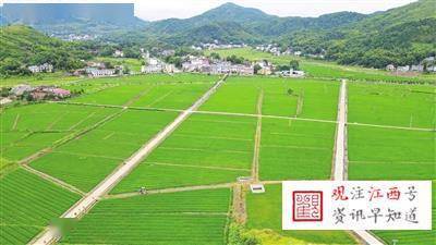 萍鄉(xiāng)千畝高標準水稻制種基地 助推現(xiàn)代農業(yè)發(fā)展新篇章