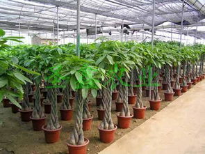 鋼架雙梁連棟溫室大棚 現(xiàn)代農業(yè)的高效解決方案