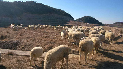 浙江軍袍農業 專業供應優質小尾寒羊，以實力鑄就信賴