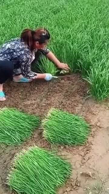 耕耘沃土，收獲健康——優(yōu)質(zhì)農(nóng)產(chǎn)品的純天然之路